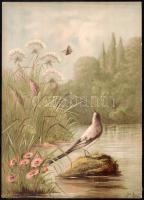 cca 1880-1900 madarak, énekesmadarak, 8 db kromolitográfia, karton, jelzett a metszeten, széleinél s...