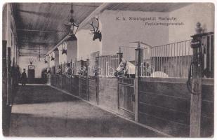 Radauti, Radóc, Radautz (Bukovina, Bukowina); K. k. Staatsgestüt Radautz, Pepinierhengstenstall / Austro-Hungarian K.u.K. military stud farm, stables. Verlag Herzberg (Rb)