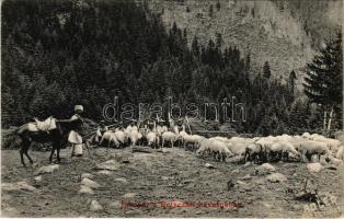 Retyezát, Retezat; Juhnyáj a Retyezáti havasokban. Adler fényirda (Szászváros) 1909. / Transylvanian folklore, shepherds with flocks of sheep at Muntii Retezat (EK)