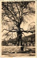 Trsteno (Dubrovnik), óriás fa melynek törzsét hét ember éri át / giant tree