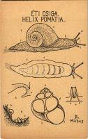 Éti csiga. Természetrajzi Levelezőlapok / Helix Pomatia / Burgundy snail s: Dr. Méhes Gyula (EK)