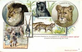 Zoo, felines litho