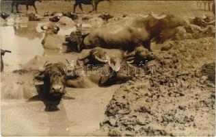 Dobrogea, Dobruja, Dobrudscha; Büffel / buffalos. Friedr, Haab Durlach i. Baden photo