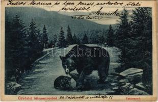 1908 Tatármező (Máramaros, Priszlop alatt), medvék. Berger Miksa kiadása / bears under Prislop in Maramures (ragasztónyom / glue marks)