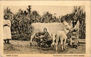 Vedere la Tara / Rumänisches Landestracht (beim melken) / Romanian folklore, woman milking a cow (fl)