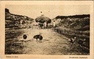 Vedere la Tara / Rumänisches Landschaft / Romanian folklore, farmers collecting the hay, ox cart