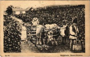 La vie / Rumänische Bauern-Weinlese / Romanian folklore, grape harvest with ox cart (fl)