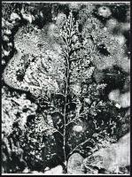 cca 1960 Fotogram II., modern nagyításban, 24x17,7 cm