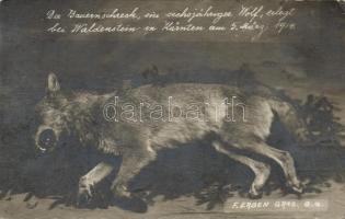 Wolf killed by a hunter (EK)