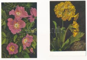 Horské Kvety - 2 modern hegyi virágos képeslap sorozat, egyenként 8 lappal, tokban