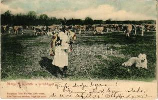 1900 Hortobágy, ökörgulya legeltetés. Pongrácz Géza kiadása, Kiss Ferencz eredeti fényképe után (EB)