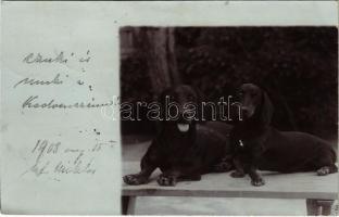 1908 Czuki és Muki a két sárszentmiklósi tacskó / Dachshund dogs. photo (EK)
