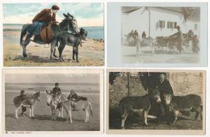 8 db régi képeslap és fotó: szamarak / 8 pre-1945 postcards and photo: donkeys