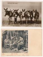 8 db régi képeslap és fotó: szamarak / 8 pre-1945 postcards and photo: donkeys