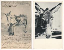 8 db régi képeslap és fotó: szamarak / 8 pre-1945 postcards and photo: donkeys