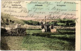 1912 Alibunár, Alibunar; Szőlőskertek, gémeskút / Weingärten / vineyards, well, shadoof (EK)