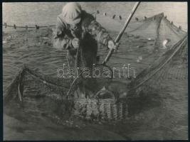 cca 1970 Halász munka közben, hálóval és szákkal, jelzés nélküli sajtófotó, 23,5x17,5 cm