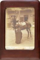 cca 1890-1900 Elegáns hölgy lóval, keményhátú fotó Pobuda Károly budapesti műterméből. Dekoratív, üvegezett, kitámasztható fa képkeretben. Fotó kartonjának alja kissé sérült. 23×16 cm