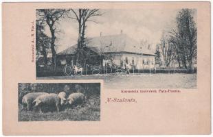 Nagyszalonta, Salonta; Kornstein testvérek sertéstenyésztő farmja Pata-Pusztán, mangalica disznók. Sonnenfeld A. / pig farm, mangalica