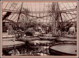 1894 Budapest, Füvészkert, Viktória ház, Victoria regia tavirózsa, kartonra kasírozott fotó, felirat...