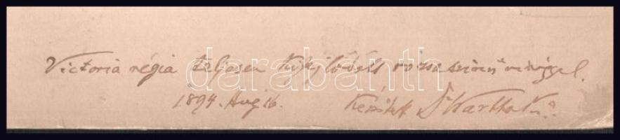 1894 Budapest, Füvészkert, Viktória ház, Victoria regia tavirózsa, kartonra kasírozott fotó, felirat...