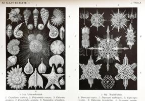 A Természet Világa. I:, VIII, VIII. köt.: Az állat és ember, A növény és élete, 1938-1939, Kir. Magy...