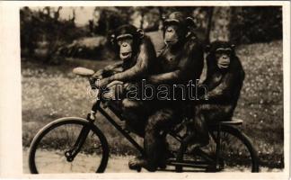 Pepi, Maxi és Lotti a kerékpározó csimpánzok az Állatkertben. Kiadja Budapest székesfőváros állat- és növénykertje. Hölzel Gyula felvétele / Chimpanzees riding a bicycle at the Budapest Zoo