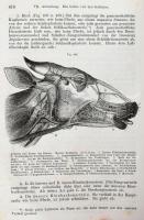 Ludw[ig] Franck: Handbuch der Anatomie der Hausthiere. II. Hälfte. Zweite Abtheilung. Mit besonderer...
