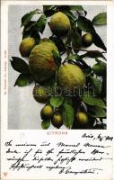 1902 Citrons / Lemons (Rb)