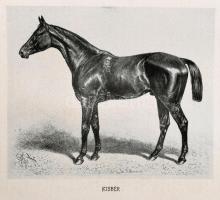 Halász György: Telivérek. A magyar telivér lótenyésztés története a ménimportok csoportosítása alapj...