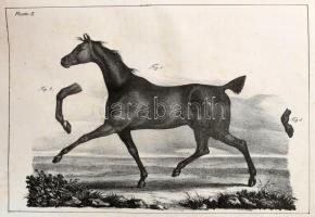 F. Steinhoff und Ch. Peters. Alken, Henry: Das Schöne und Mangelhafte im Exterieur des Pferdes. Nach...