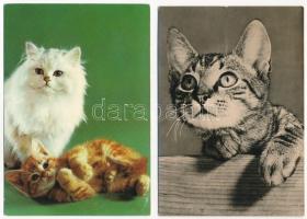 MACSKA - 8 db modern képeslap / CATS - 8 modern postcards