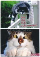 MACSKA - 8 db modern képeslap / CATS - 8 modern postcards