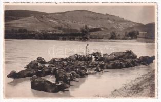 Nagyvárad-Kolozsvár, Oradea-Cluj; Bivoli in apa. Fot. Orig. E. Fischer / Büffeld im Wasser / Buffaloes in the river (EK)