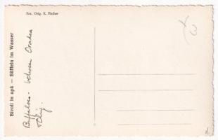 Nagyvárad-Kolozsvár, Oradea-Cluj; Bivoli in apa. Fot. Orig. E. Fischer / Büffeld im Wasser / Buffalo...