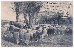 Birkanyáj / flock of sheep (EK)