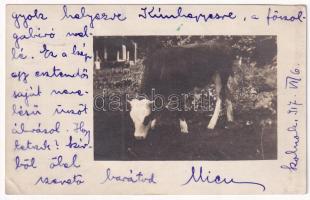 1917 Szolnok, egy esztendős saját nevelésű üsző, tehén borjú. photo (EK)