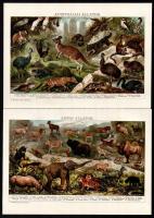cca 1900 Afrika, Amerika, Ausztrália, Ázsia állatai, 4 db litográf oldal, 17×24 cm