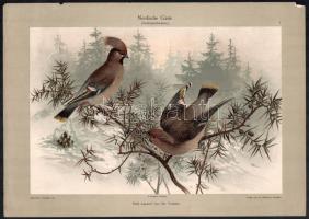 cca 1900-1910 Dekorative Vorbilder, össz. 6 db, szecessziós (Jugendstil) és japonizáló ornamentikáva...