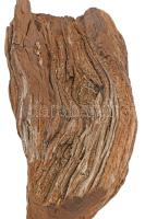 Afrikai fafaragás, m: 49 cm