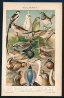 cca 1900 Állatok és növények, össz. 10 db színes illusztráció a Pallas Nagy Lexikonából, 24x15 cm