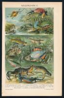 cca 1900 Állatok és növények, össz. 10 db színes illusztráció a Pallas Nagy Lexikonából, 24x15 cm