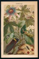 cca 1900 Állatok és növények, össz. 10 db színes illusztráció a Pallas Nagy Lexikonából, 24x15 cm