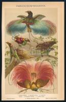 cca 1900 Állatok és növények, össz. 10 db színes illusztráció a Pallas Nagy Lexikonából, 24x15 cm