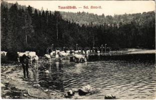 1916 Tusnádfürdő, Baile Tusnad; Szt. Anna tó, szarvasmarha itatás / cattle drinking from the lake / lacul (EK)