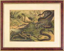 cca 1890-1910 Hüllők - kígyók, színes lexikon-illusztráció, paszpartuban, üvegezett keretben, teljes méret: 50x40 cm