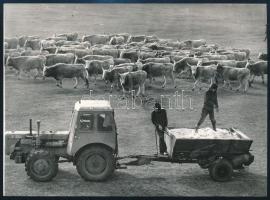 1976 Bugacpuszta, traktor és szürkemarha csorda, sajtófotó, a hátoldalon feliratozott, pecséttel jelzett, 18x13 cm