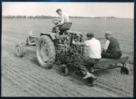 1961 Traktor és kezelői munka közben, sajtófotó, a hátoldalon feliratozott, pecséttel jelzett (Magyar Hírek - Novotta Ferenc felvétele), 18x13 cm