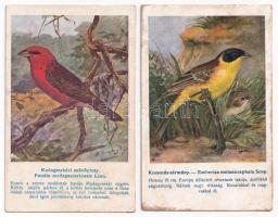 4 db RÉGI motívum képeslap: madár művészlapok (Magyar Földrajzi Intézet rt. kiadása. Székesfőv. álla...