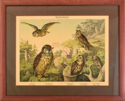 cca 1880-1900 Éjszakai ragadozómadarak, uhu, bagoly stb.(Nachtraubvögel). Kromolitográfia, papír, üvegezett fakeretben, 27x36 cm